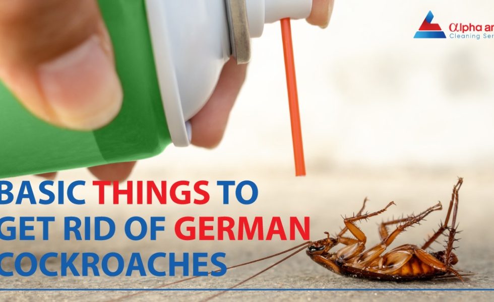 German cockroaches