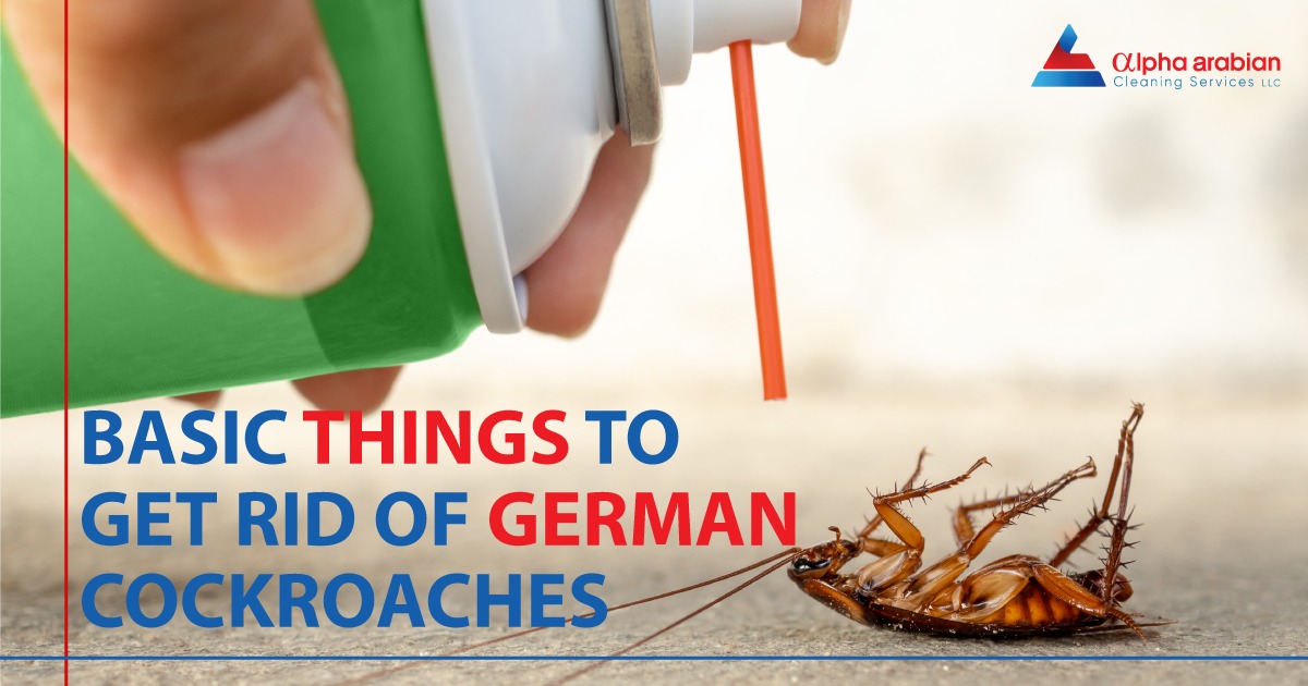 German cockroaches