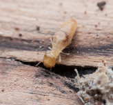 Foresman termite