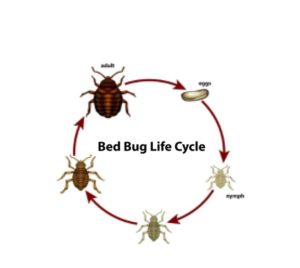 Bedbug Control Service