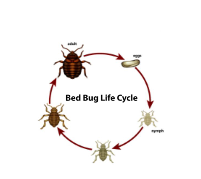 Bed Bug Control Service   Extermination In Dubai 