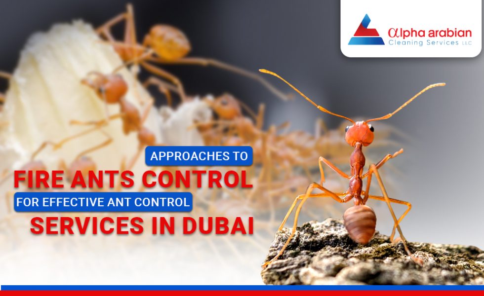 Fire ants control services in dubai