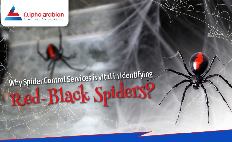 Spider Control Service