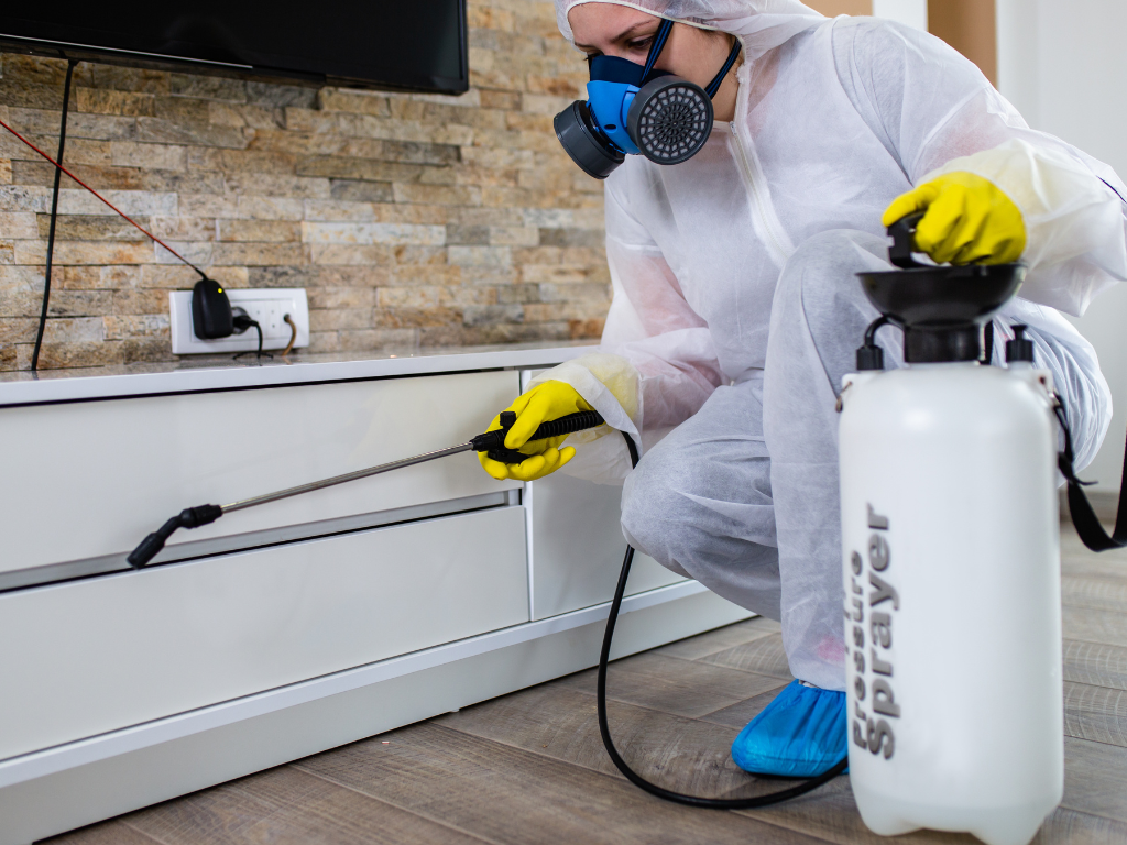Best Ants Control Services in Dubai | Alpha Arabian