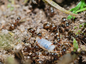 Ants and Larva