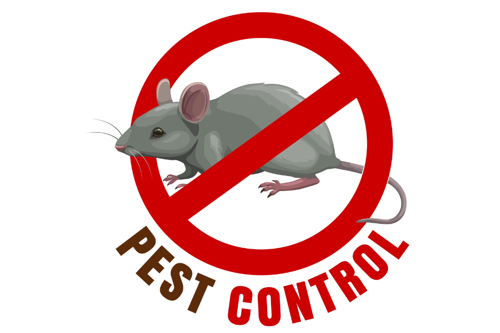 Rat Control Services in Dubai | Alpha Arabian