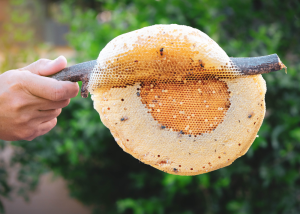 Bee Hive Removal