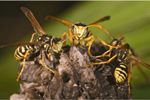 Wasp Nest Removal