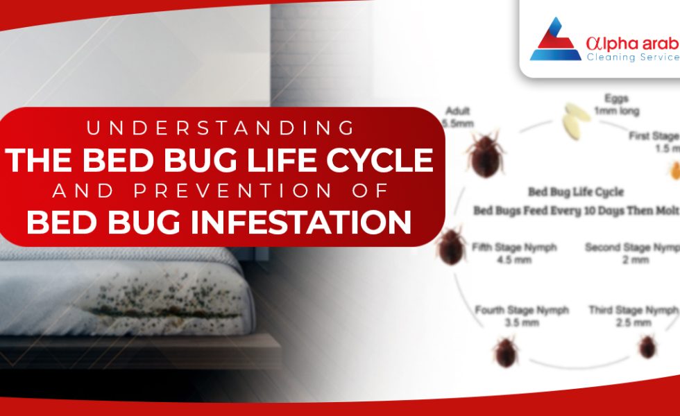 Bedbug Life cycle