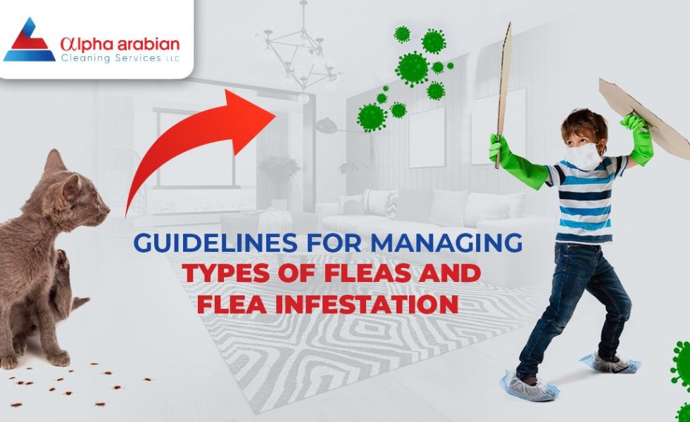 Types of Fleas and Flea Infestation