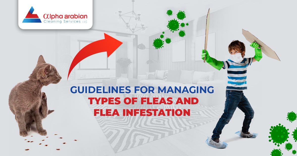 Types of Fleas and Flea Infestation
