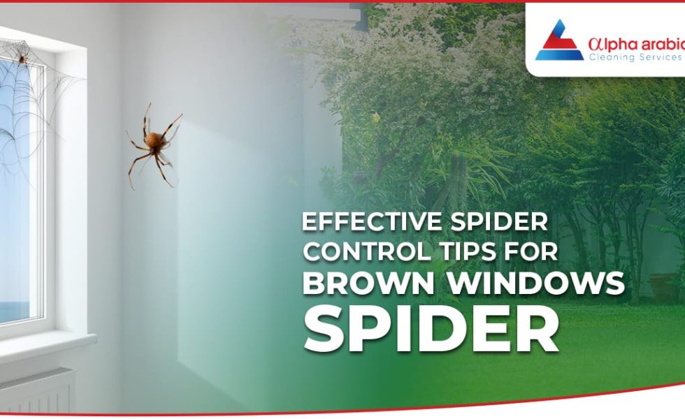 Brown Windows spiders