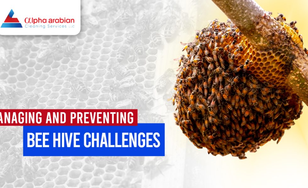 Bee hive Challenges