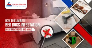 Bed bug Infestation in Dubai