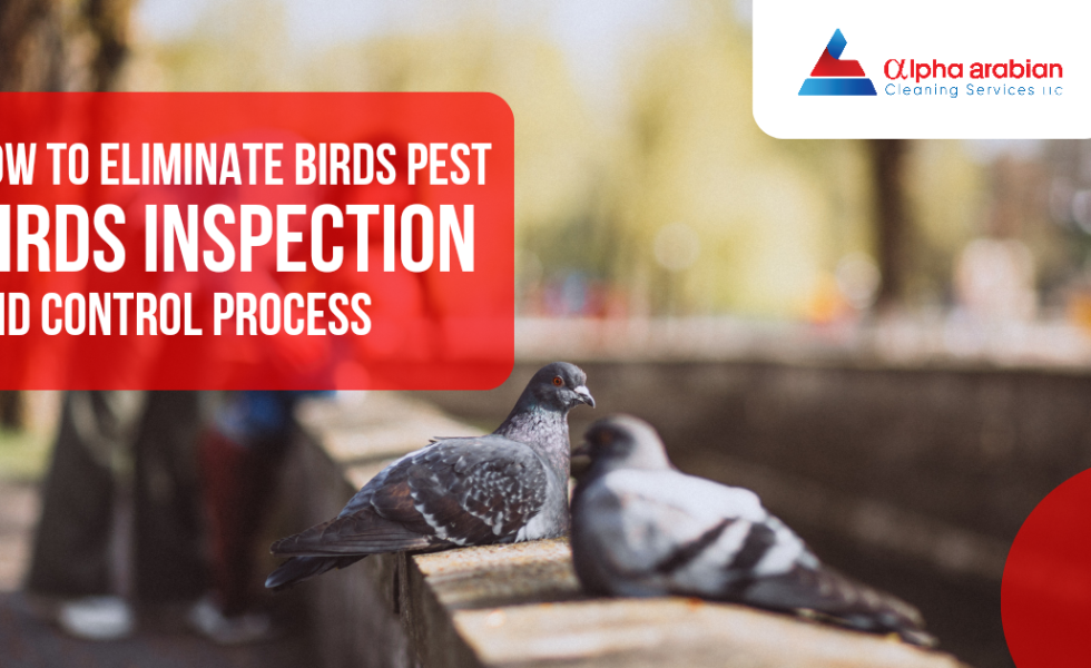 How to Eliminate Birds Pest - Birds Inspection and Control Process