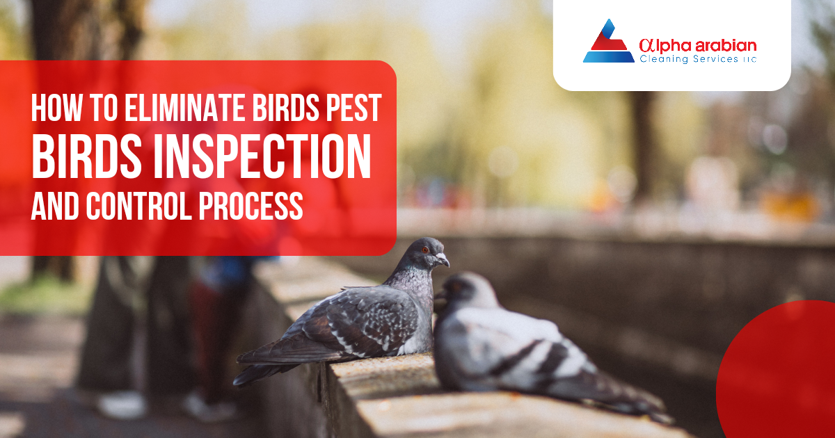 How to Eliminate Birds Pest - Birds Inspection and Control Process