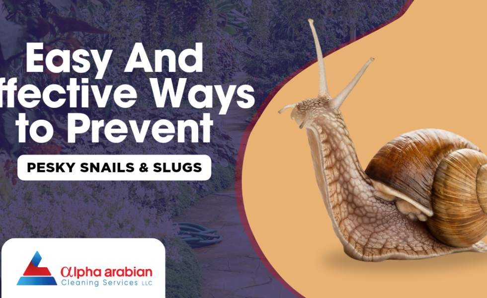 Snails and Slugs