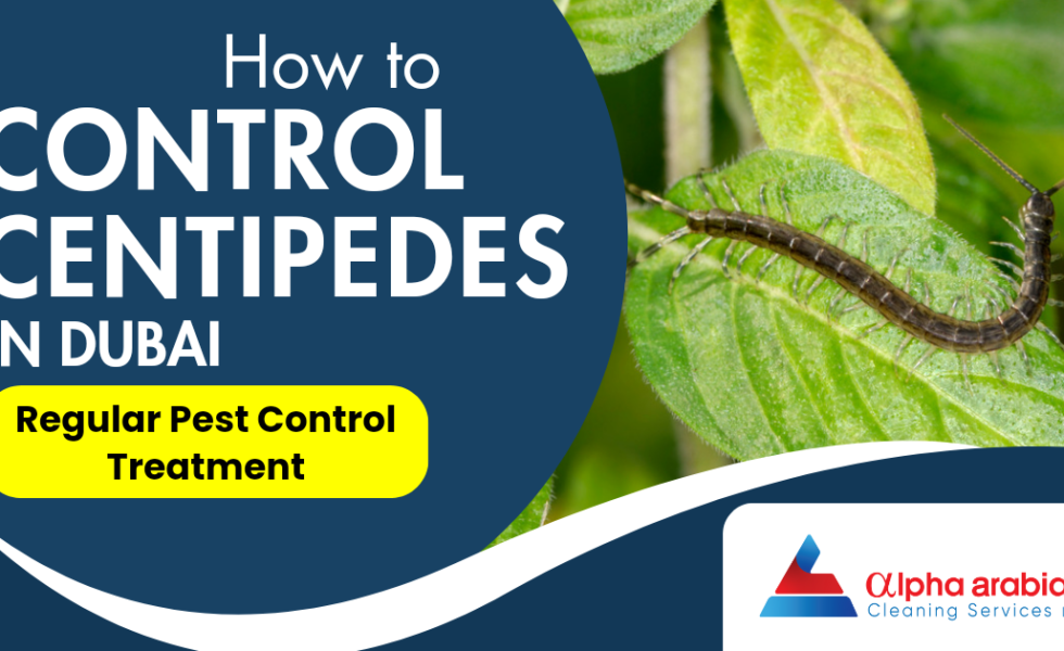 How To Control Centipedes In Dubai | Regular Pest Treatment