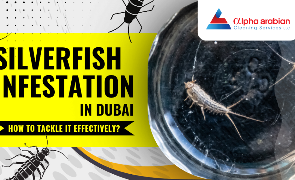 Silverfish Infestation in Dubai