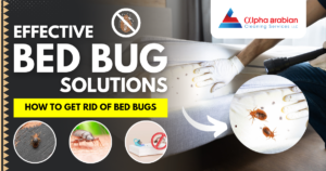 Effective Bed Bug Solutions - How To Get Rid Of Bed Bugs