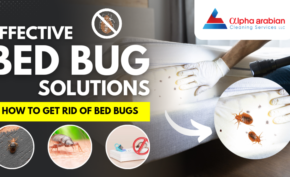 Effective Bed Bug Solutions - How To Get Rid Of Bed Bugs