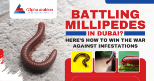 millipede infestation