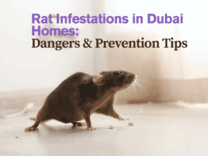 rat control in dubai