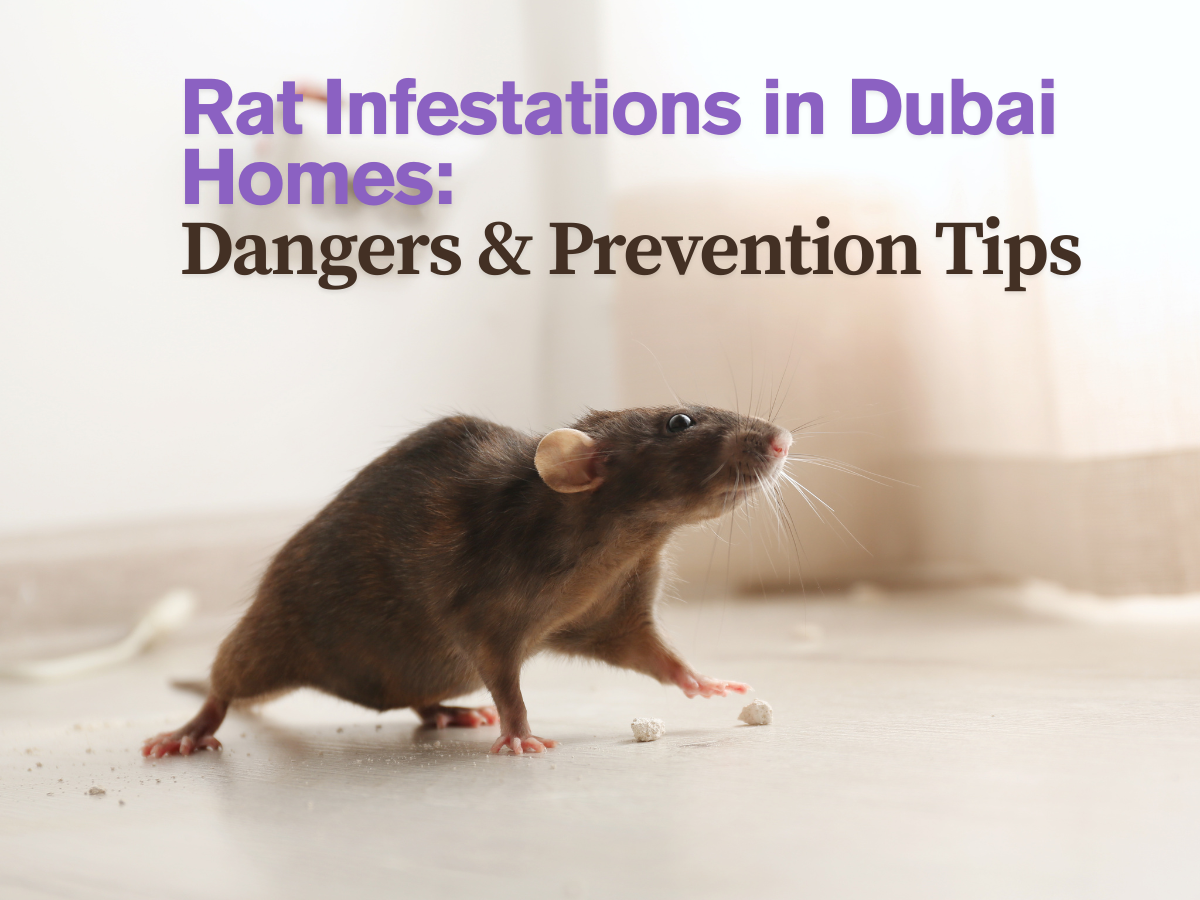 rat control in dubai