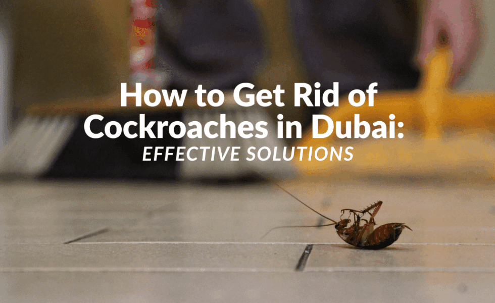 how to get rid of cockroaches in dubai