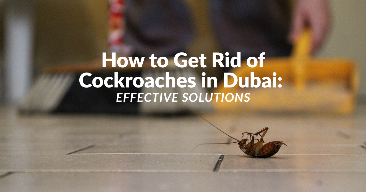 how to get rid of cockroaches in dubai