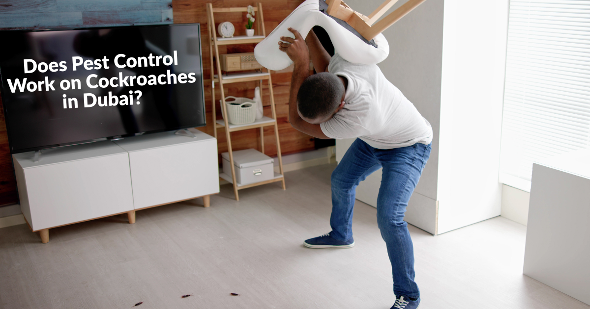 cockroach pest control in dubai