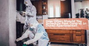 How Often Should You Schedule Pest Control in Dubai Apartments