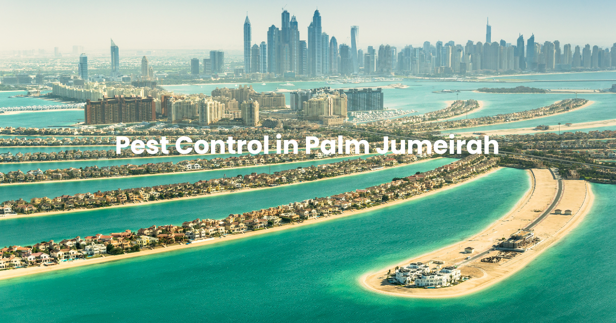 Pest Control in Palm Jumeirah