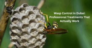 Wasp Control in Dubai: Professional Treatments That Actually Work