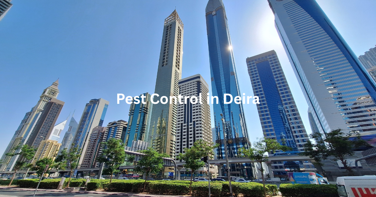 Pest Control in Deira
