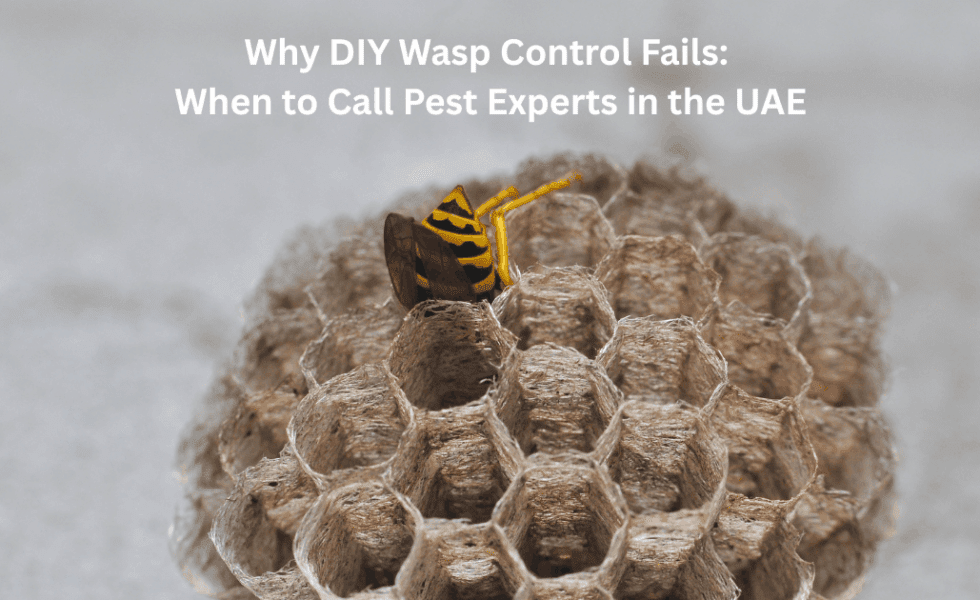 Why DIY Wasp Control Fails: When to Call Pest Experts in the UAE