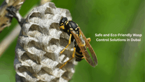 Safe and Eco-Friendly Wasp Control Solutions in Dubai