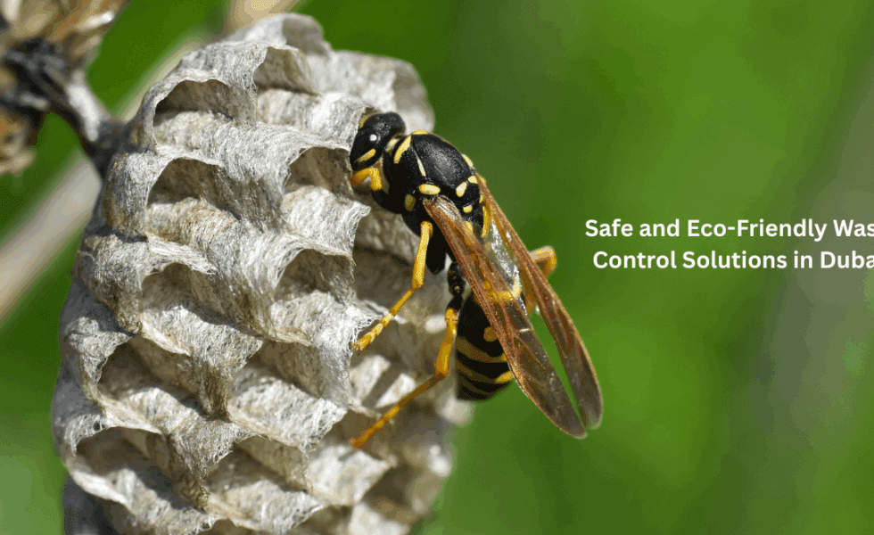 Safe and Eco-Friendly Wasp Control Solutions in Dubai