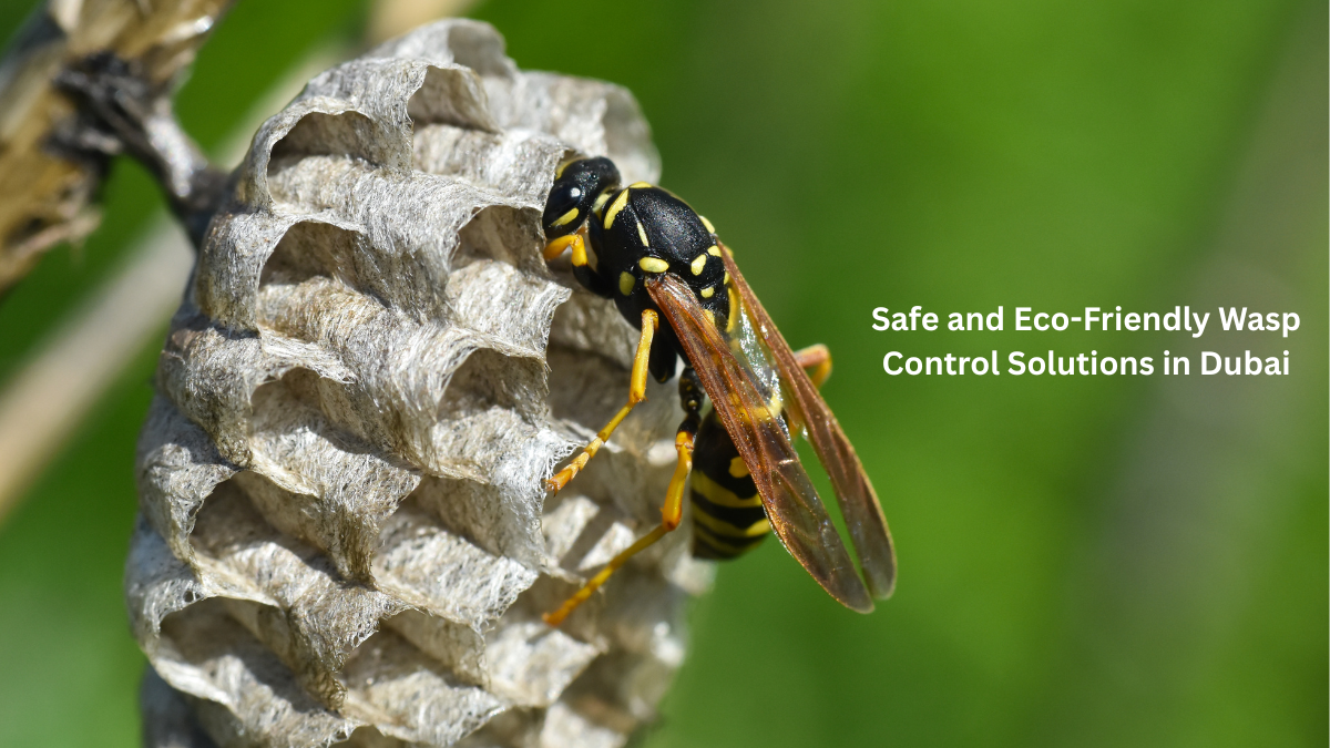 Safe and Eco-Friendly Wasp Control Solutions in Dubai