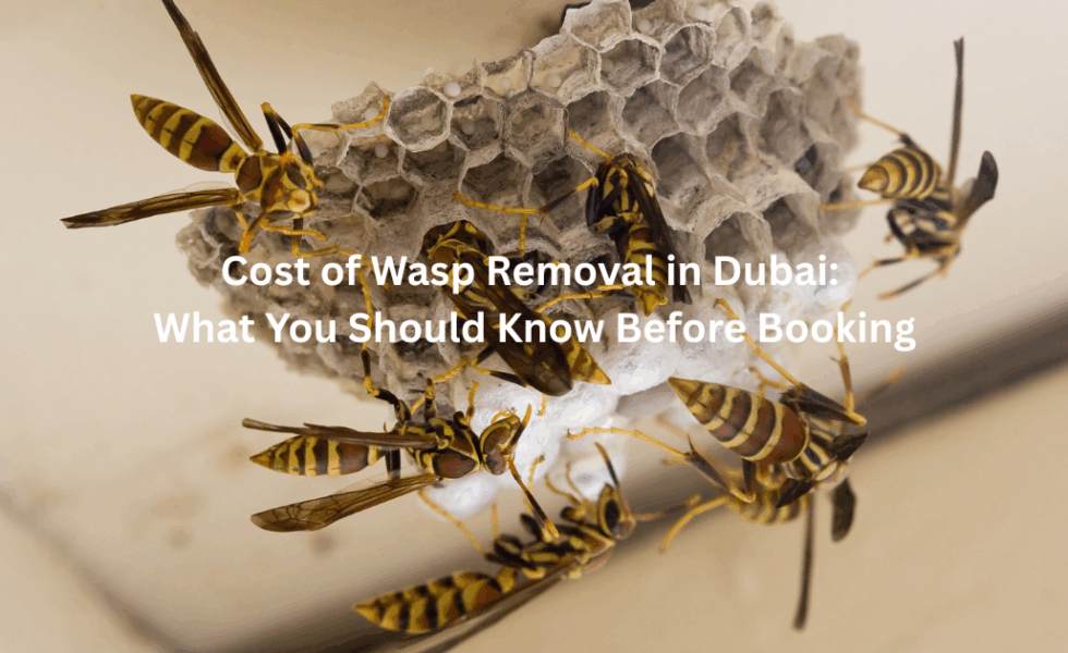 Cost of Wasp Removal in Dubai: What You Should Know Before Booking
