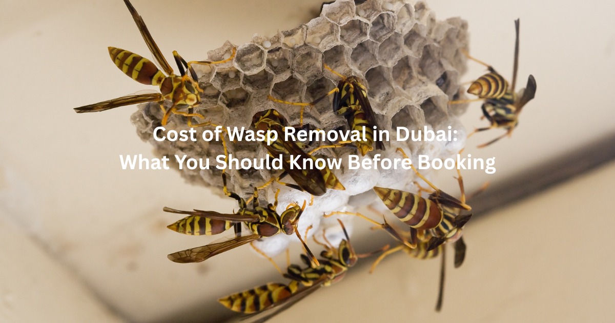 Cost of Wasp Removal in Dubai: What You Should Know Before Booking