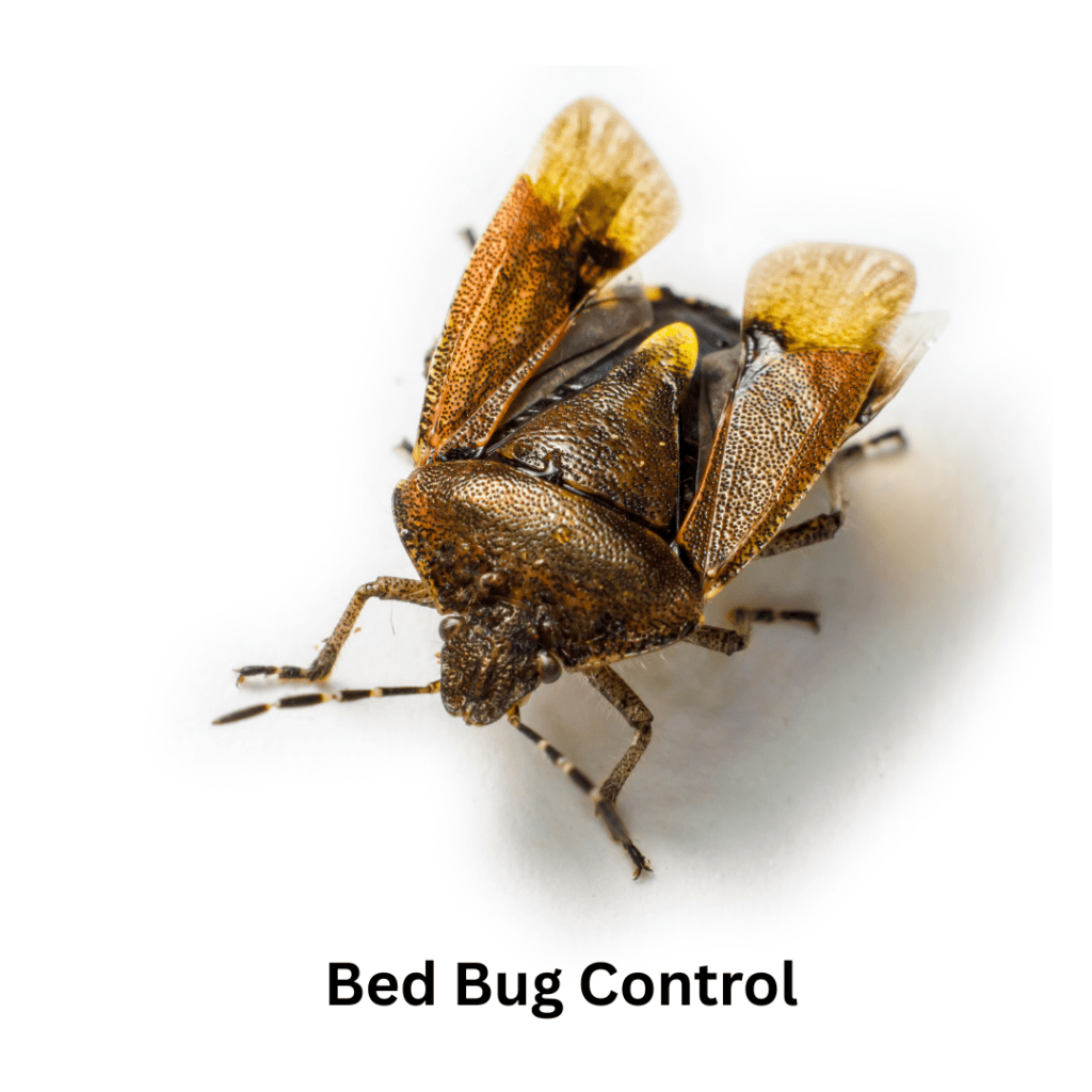 bed bug pest control in dubai