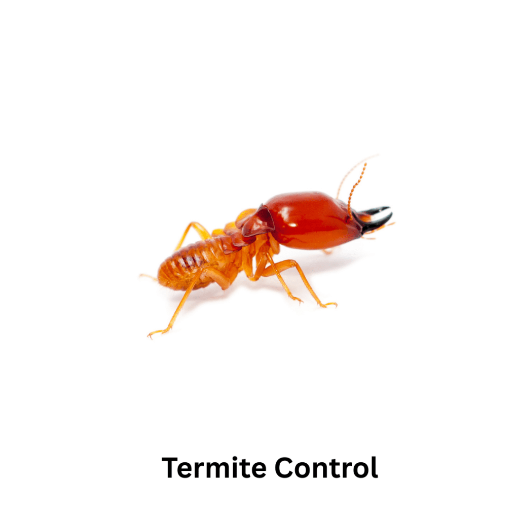 termite pest control in dubai