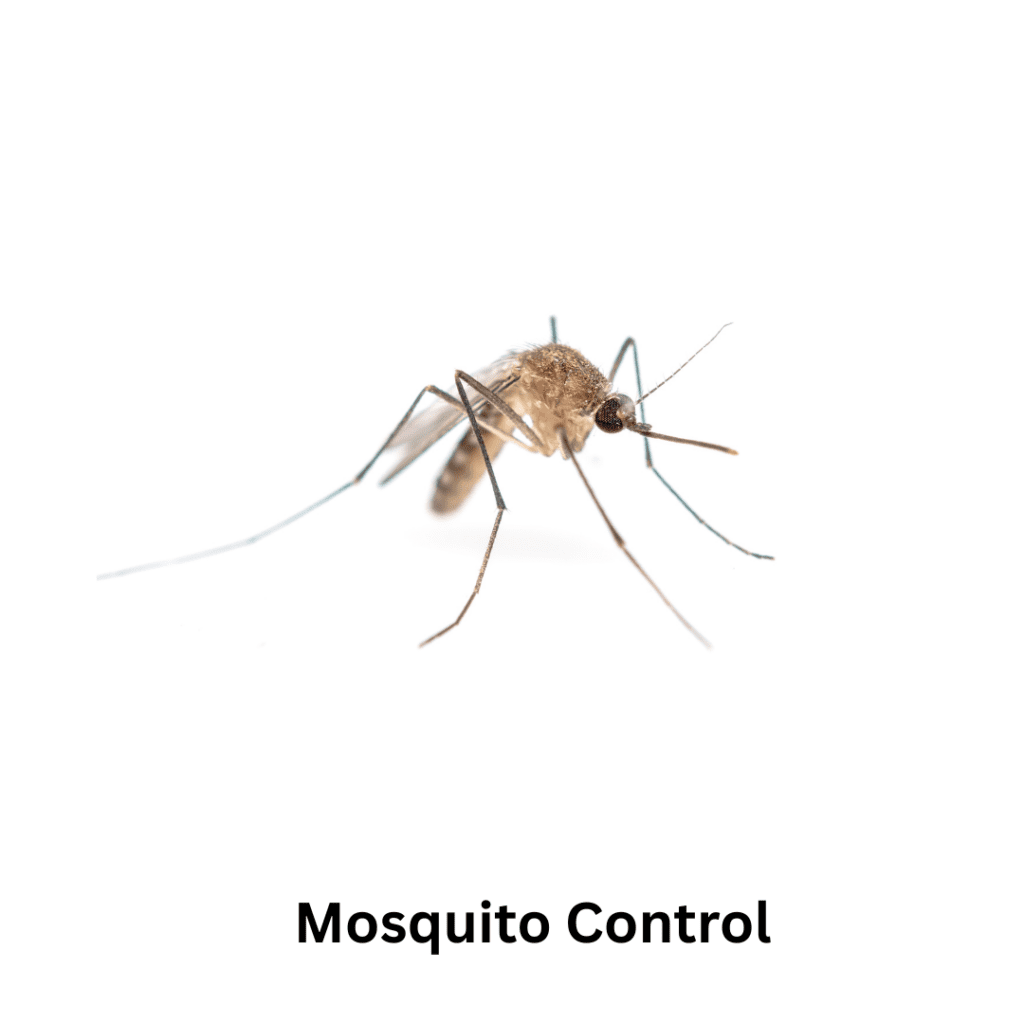 mosquito pest control in dubai