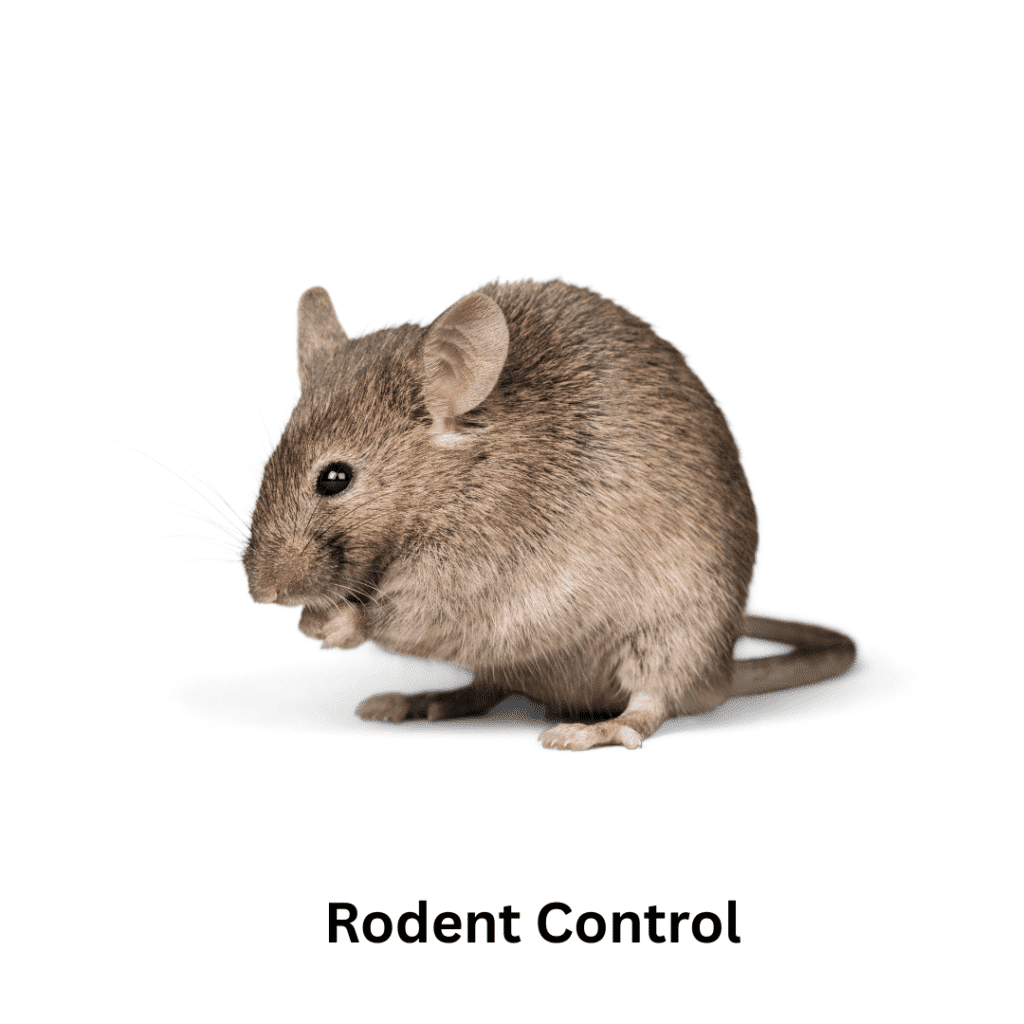 rodent control in dubai