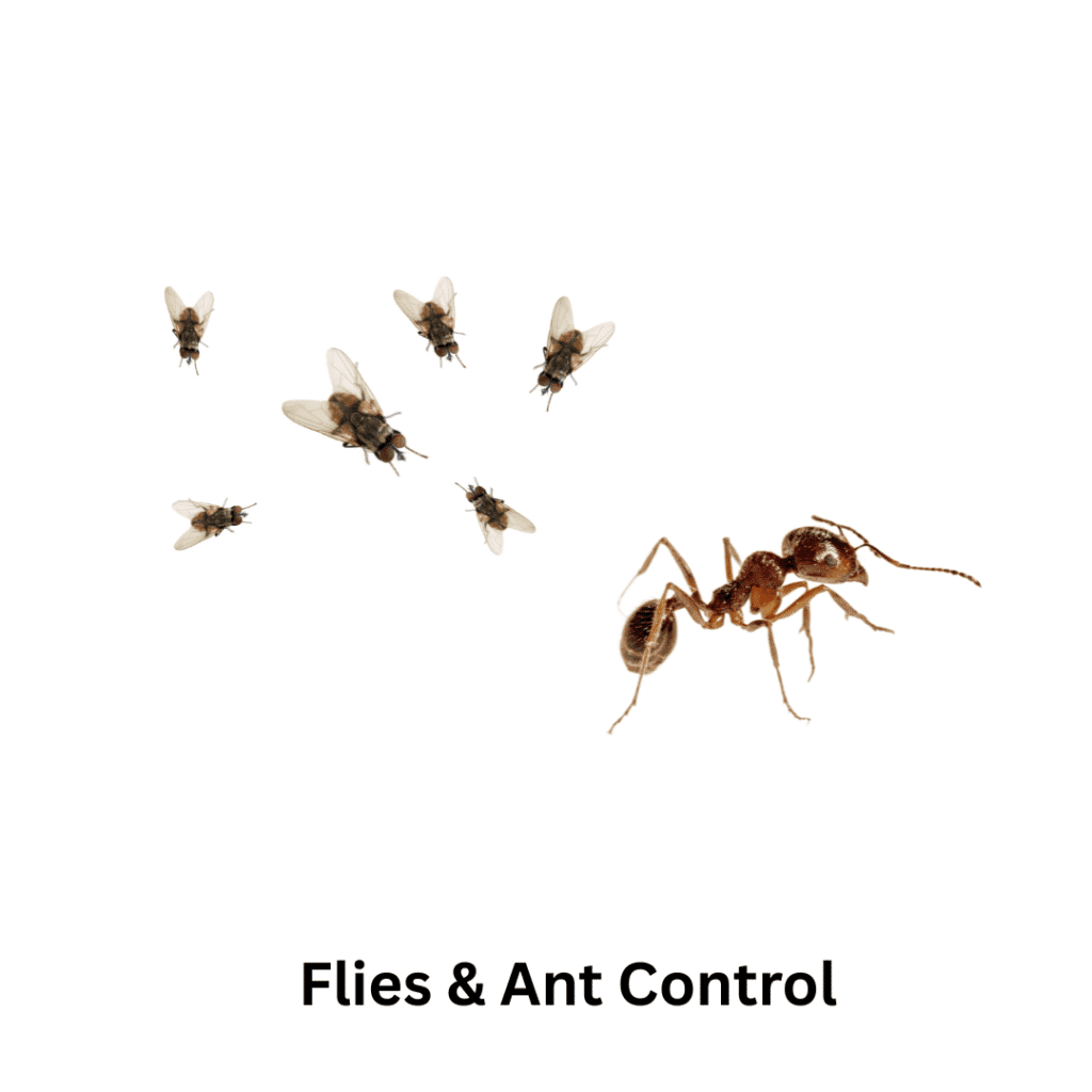 flies and ant control in dubai