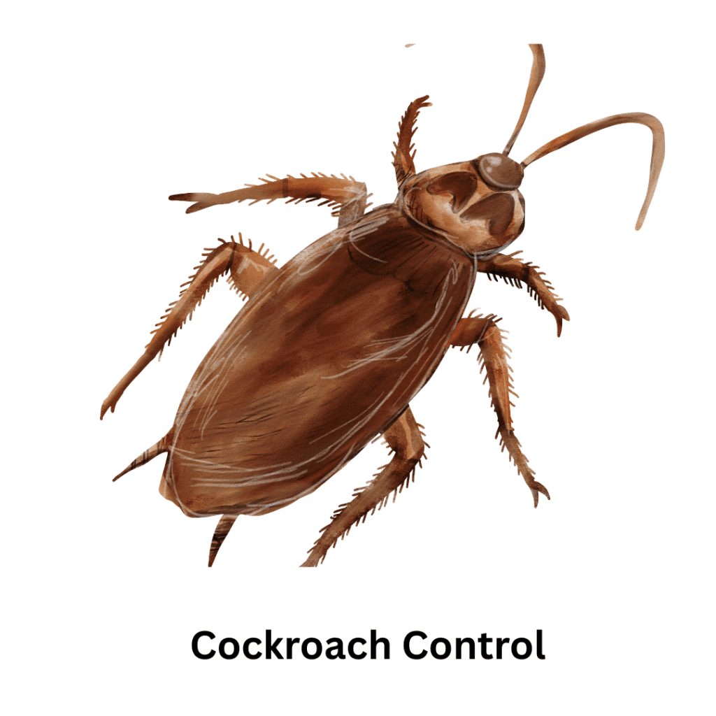 cockroach pest control in dubai