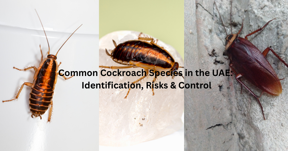 Common Cockroach Species in the UAE: Identification, Risks & Control