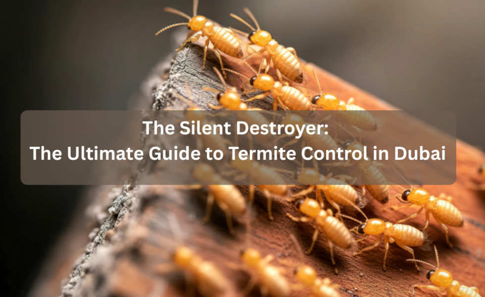 The Silent Destroyer The Ultimate Guide to Termite Control in Dubai