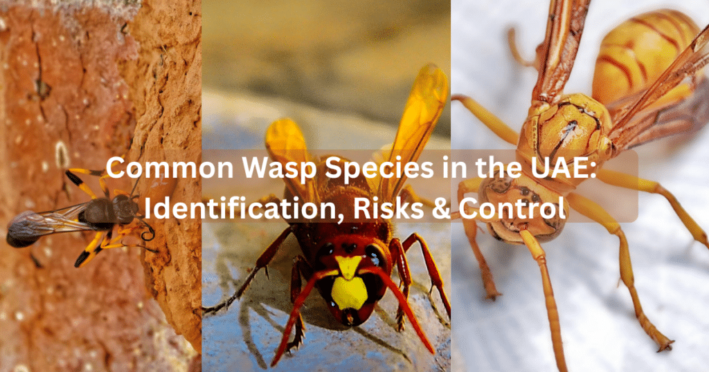 Common Wasp Species in the UAE: Identification, Risks & Control